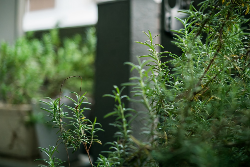 ベランダでハーブを育てる方法とは？寄せ植えの基本や虫対策を解説
