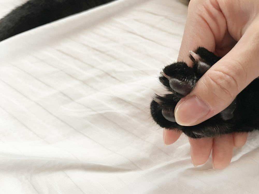 猫の爪を切る方法とは？頻度・必要な道具・嫌がる時の対策を解説！