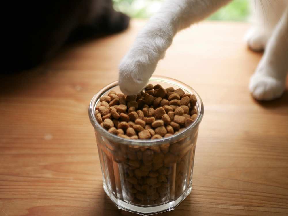 猫の餌入れの選び方!おすすめの高さやひっくり返さない工夫も紹介