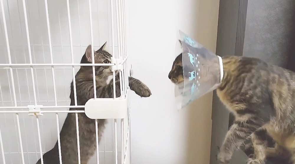 猫にケージは必要ない?必要性や失敗しない選び方を解説!