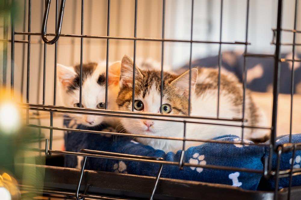 猫にケージは必要ない？必要性や失敗しない選び方を解説！