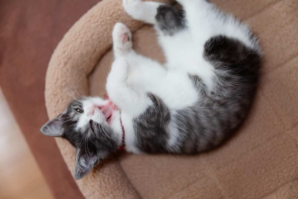 猫が茶色い液体を吐く原因とは?危険性や対処法、注意点