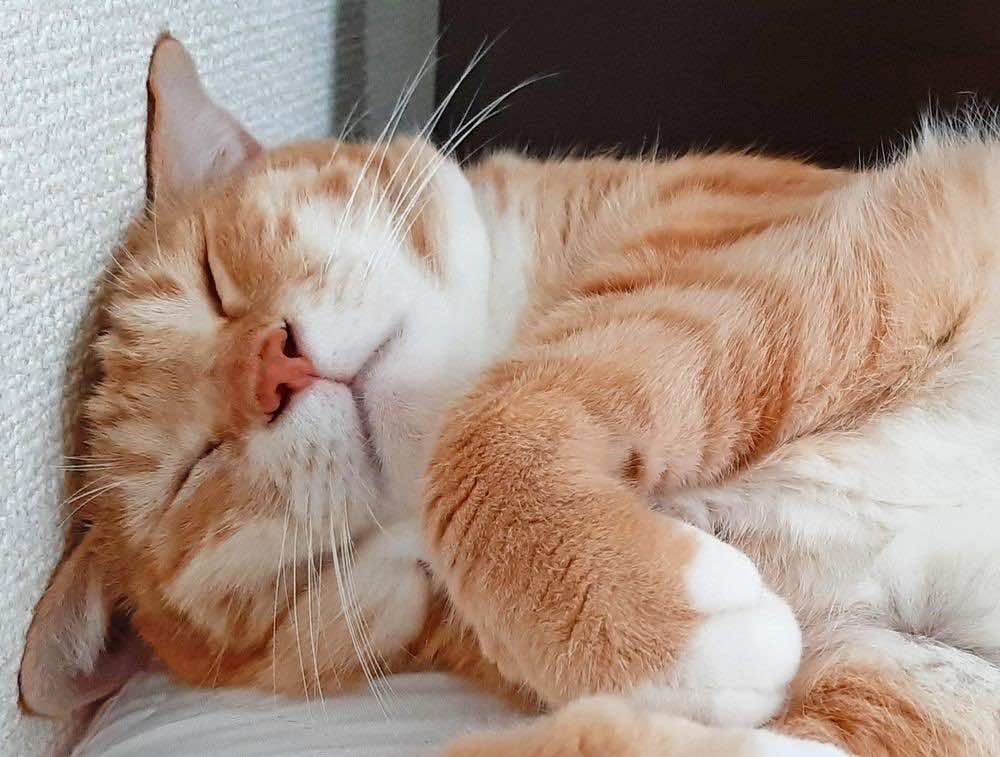 人懐っこい猫の種類とは？特徴や育て方・懐いているか見分ける方法も解説！