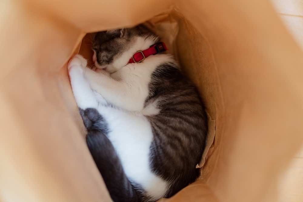 寝る位置でわかる猫の心理とは?脇・お腹・腕枕・枕元など。変化の意味も解説