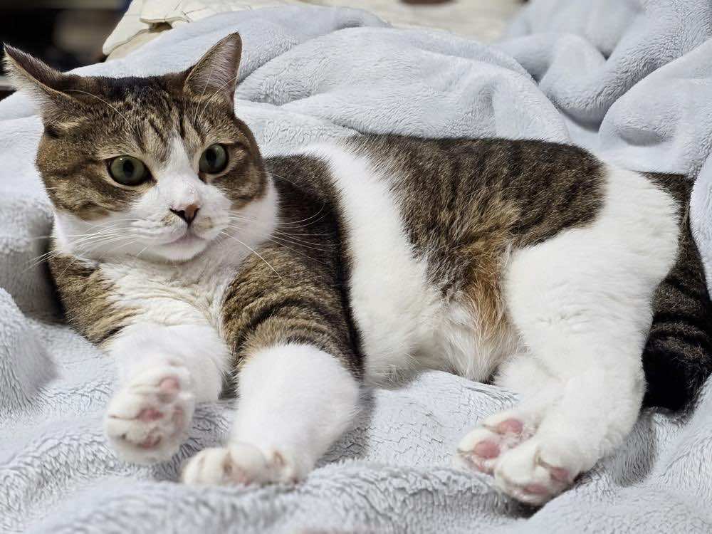 寝る位置でわかる猫の心理とは？脇・お腹・腕枕・枕元など。変化の意味も解説