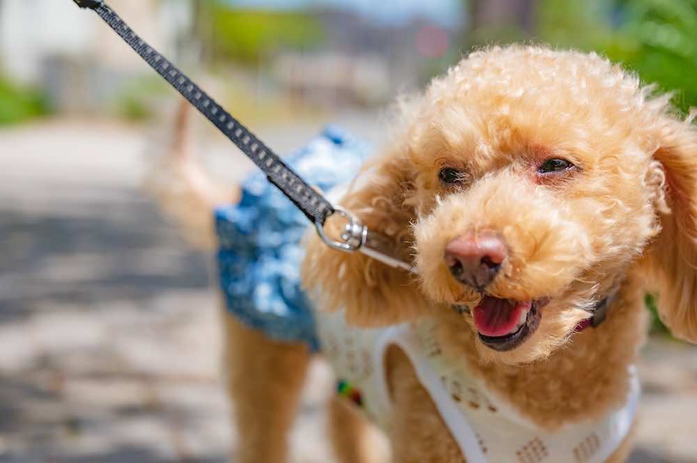 リーダーウォークとは?しつけ方法や教え方・練習法を解説