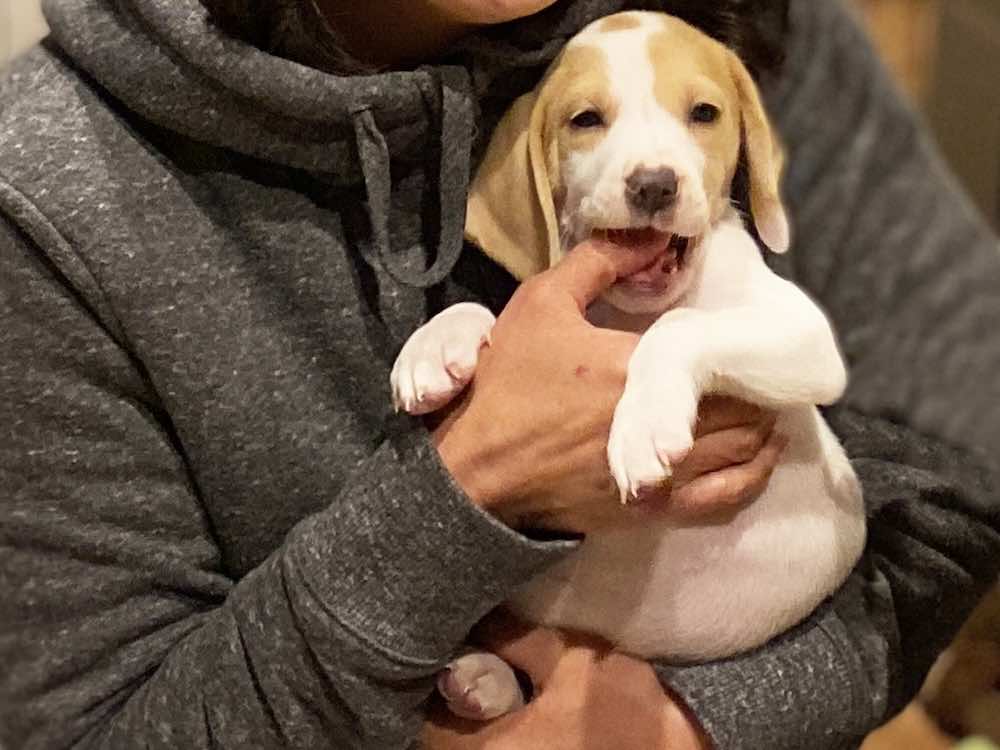 犬が甘噛みするのはなぜ?する人としない人の違いや直し方を解説!