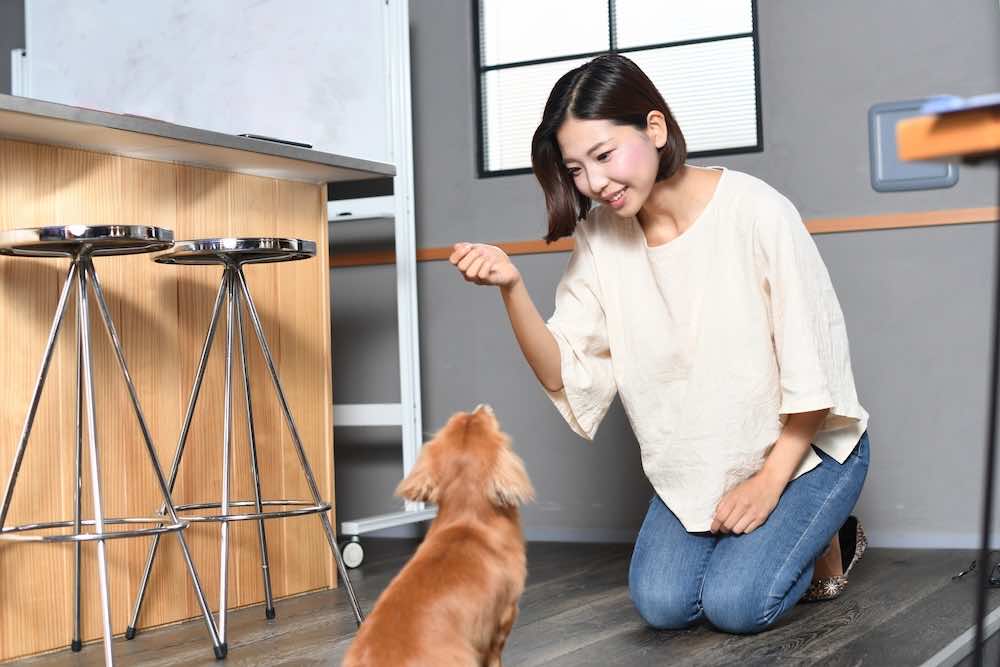 犬のコマンドとは?教え方や種類を一覧で解説!