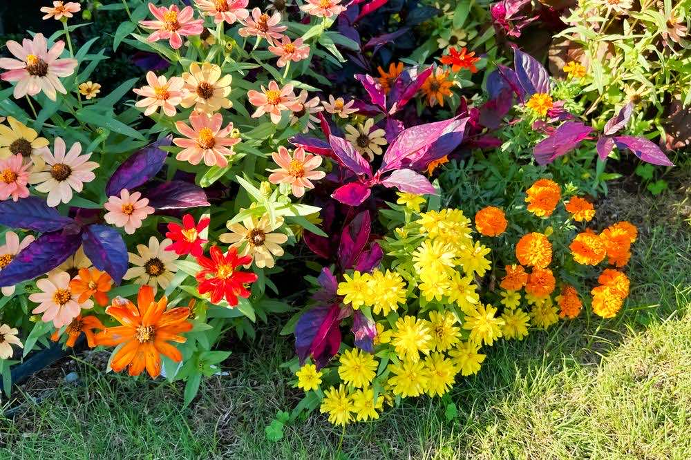 ガーデニング初心者でも育てやすい！毎年咲く花と季節ごとのおすすめ植物を紹介