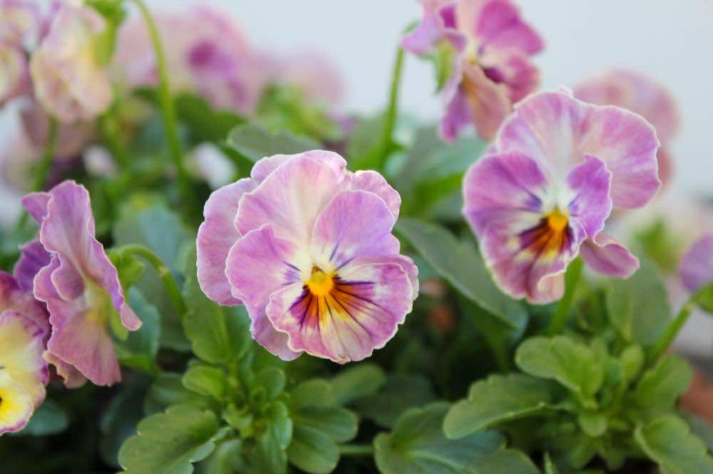 ベランダガーデニングの基本とは？魅力やポイント・楽しみ方を解説