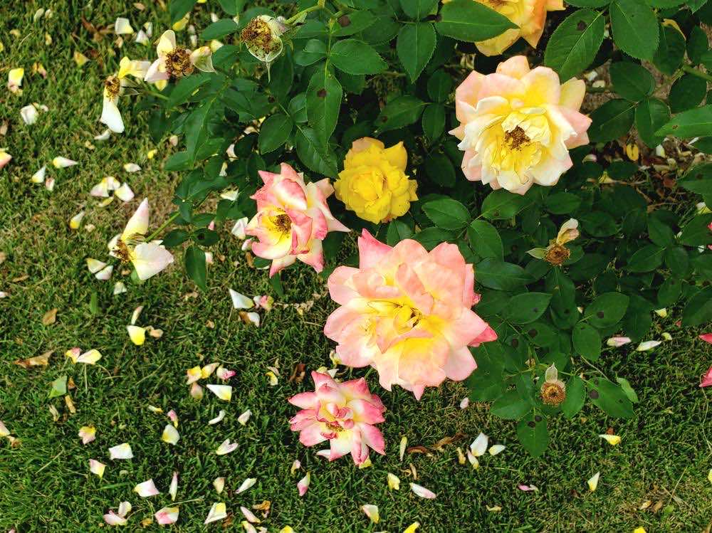 日陰でのガーデニングとは？シェードガーデンの魅力や基本知識・適した植物の種類を解説