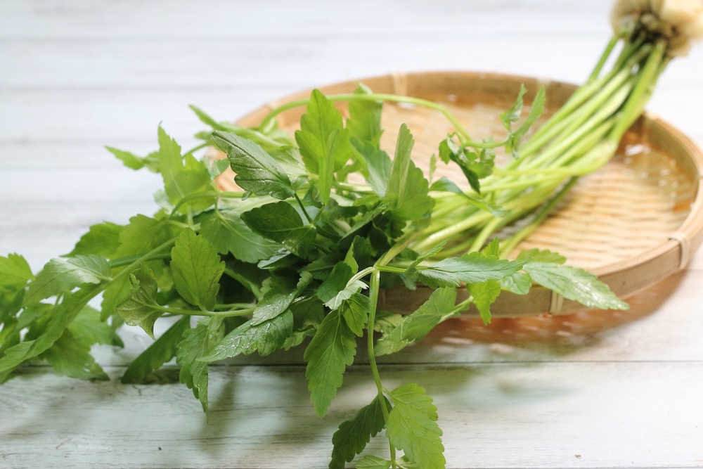 水耕栽培をする際の注意点とは?基本知識や季節ごとのポイントを解説