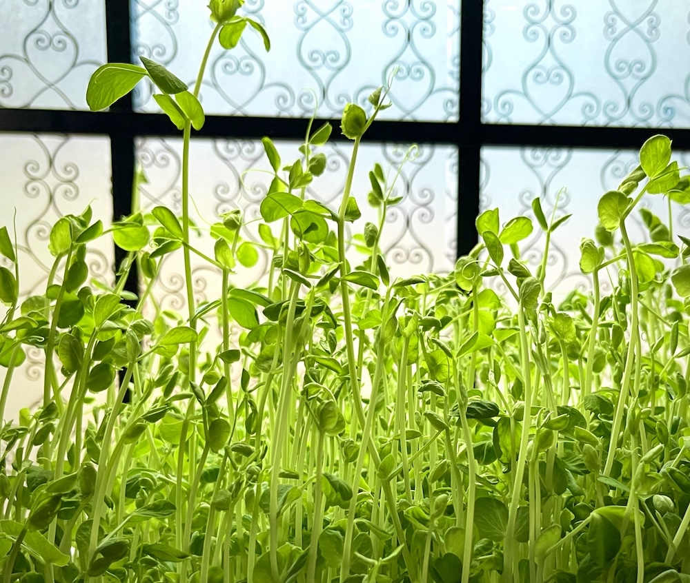 水耕栽培の肥料とは?培養液の種類や管理・交換方法を徹底解説