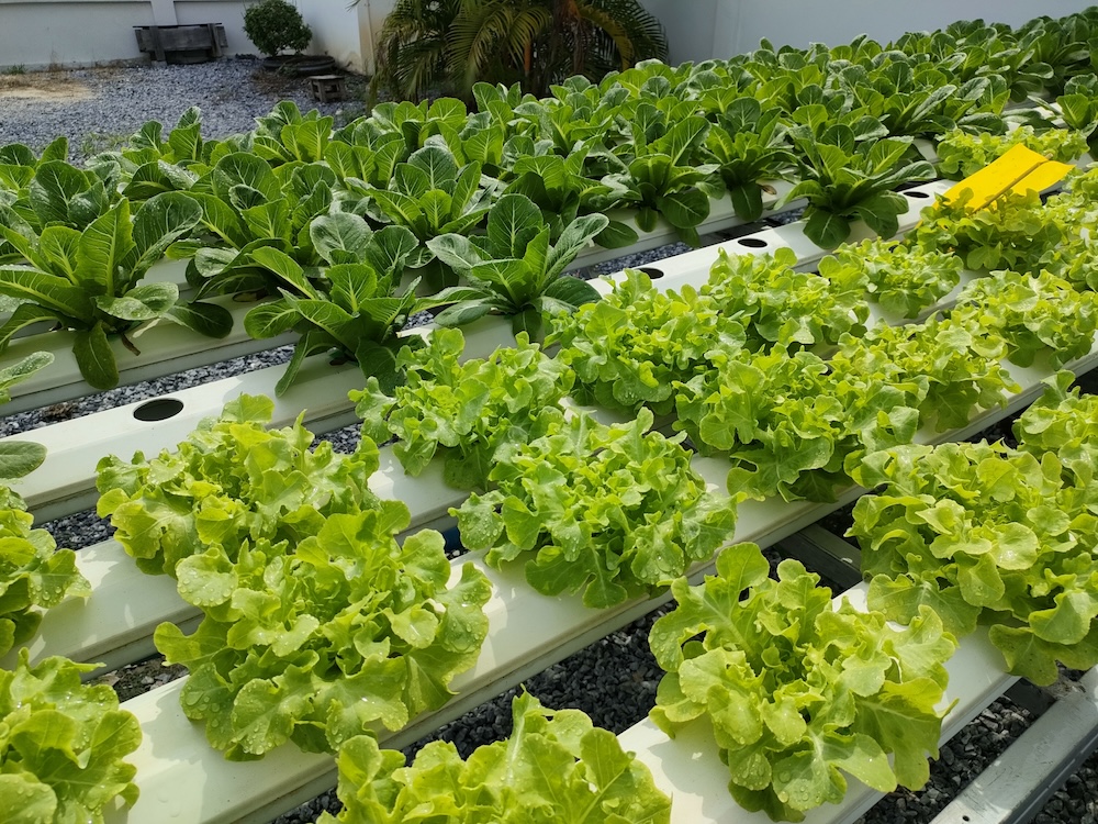 水耕栽培の特徴は?メリットやデメリット・人気の植物を解説