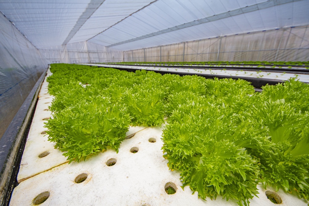 水耕栽培と植物工場の違いとは?栽培方法や基本的なテクニックを解説