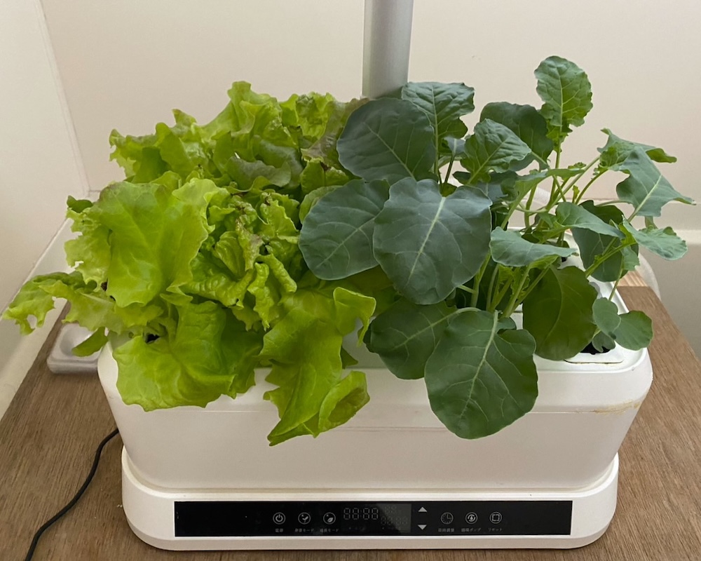 水耕栽培で必要な道具とは?選び方や管理方法・注意点を解説