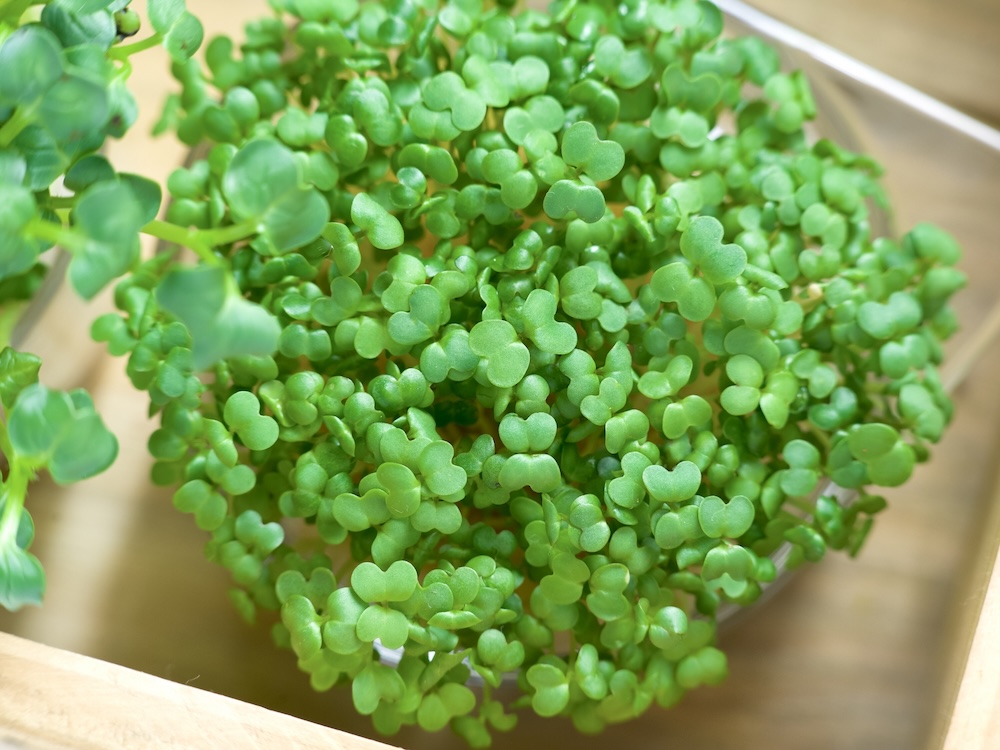 水耕栽培できる野菜は?基本や育てやすい野菜・注意点を解説