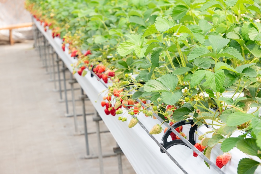 アクアポニックスの基本概要とは?メリット・デメリットを徹底解説