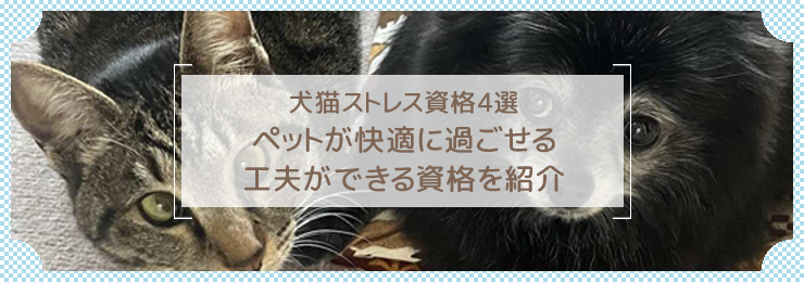 犬猫ストレス資格4選｜ペットが快適に過ごせる工夫ができる資格を紹介