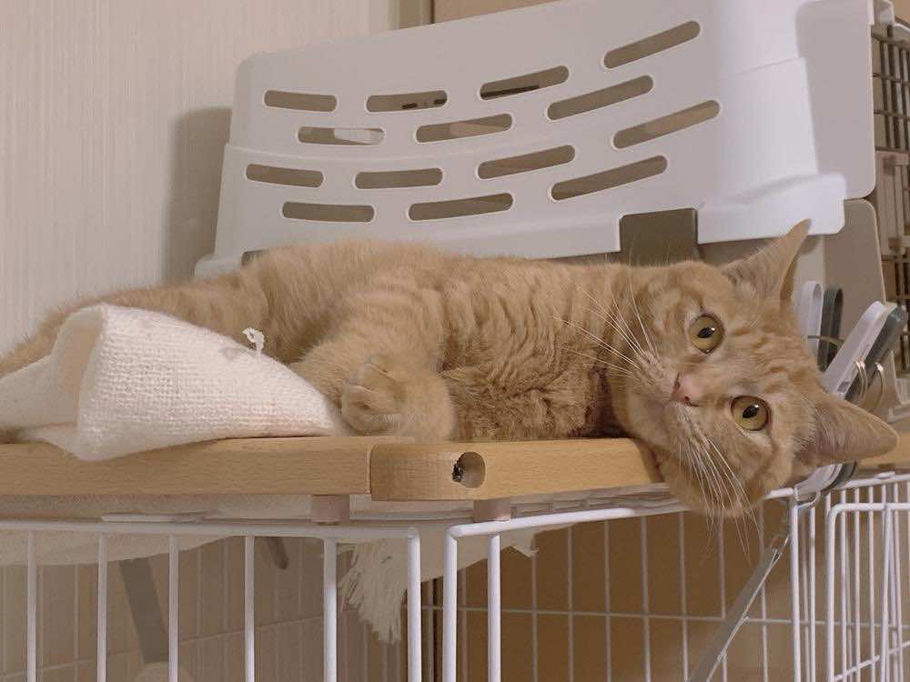 猫の分離不安症の治し方！鳴き声でわかる症状や原因、対策を解説