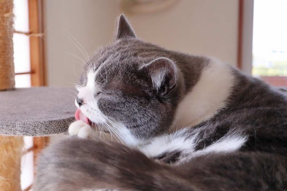 猫の過剰グルーミングが治らない原因とは?症状や対策、治療法について