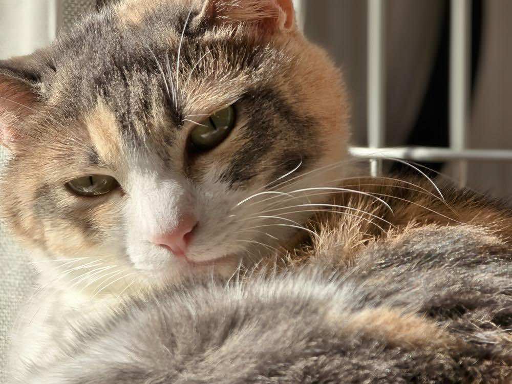 猫のストレスサインとは？解消法や子猫・先住猫のストレスサインも解説！