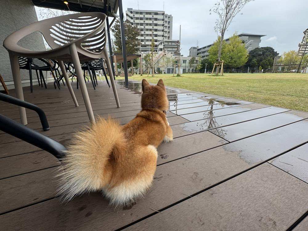 犬の分離不安の症状とは？原因やトレーニング法・治し方をくわしく解説