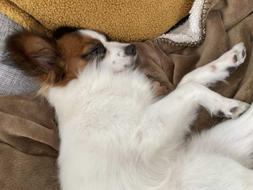 犬のストレスサインの種類とは?原因やストレスケアの方法を解説!