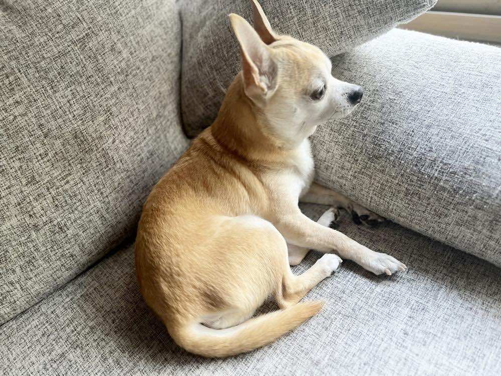 犬のストレスサインの種類とは？原因やストレスケアの方法を解説！