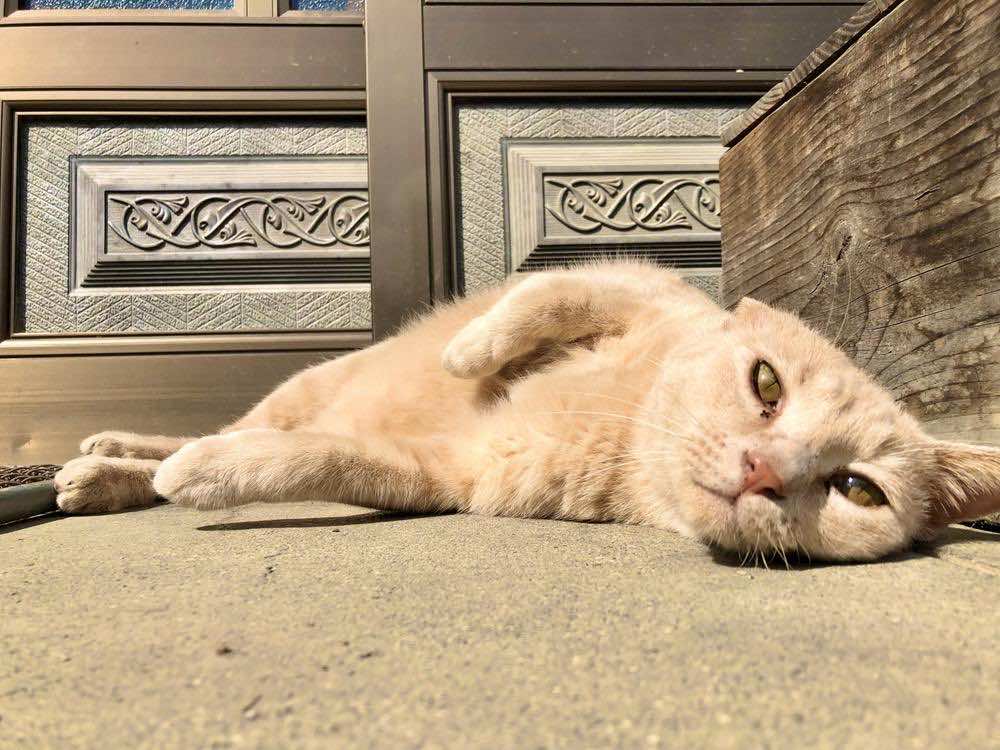 【猫の留守番】ストレスで嘔吐や下痢になる？症状や解消法とは