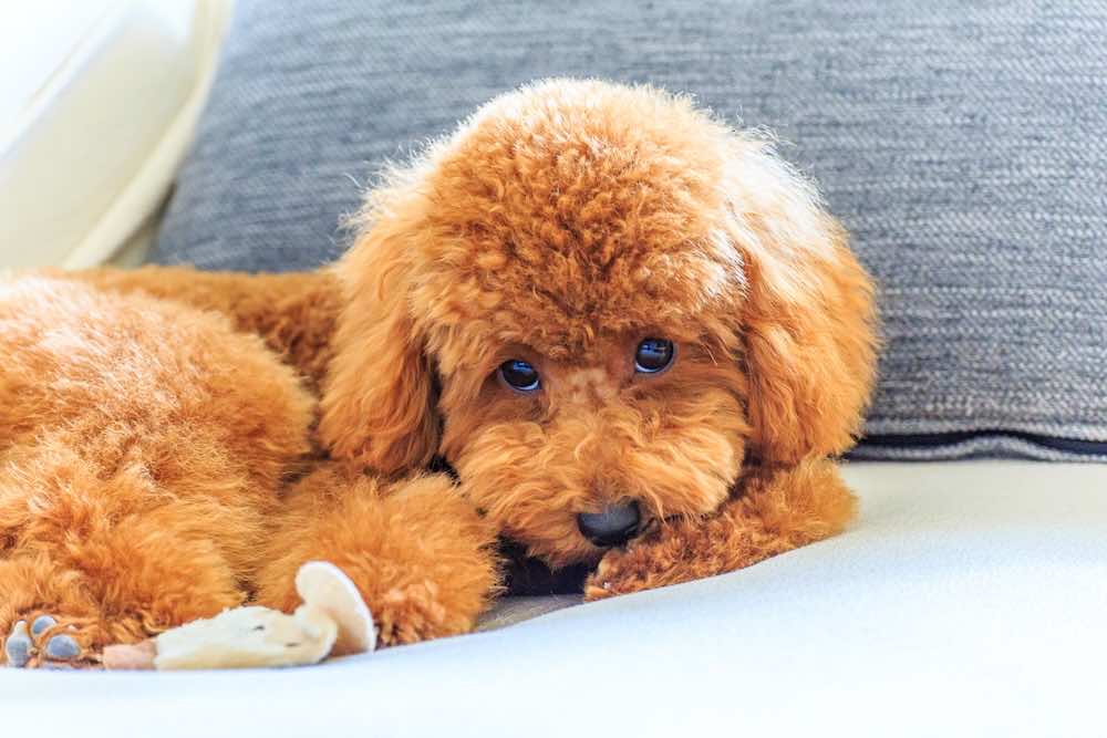 トイプードルのトリミングとは?頻度や種類・費用を解説!