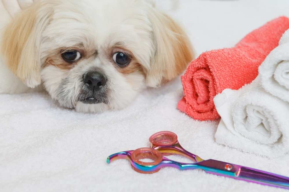 トリミングシザーとは?種類や選び方・知っておきたい注意点を解説