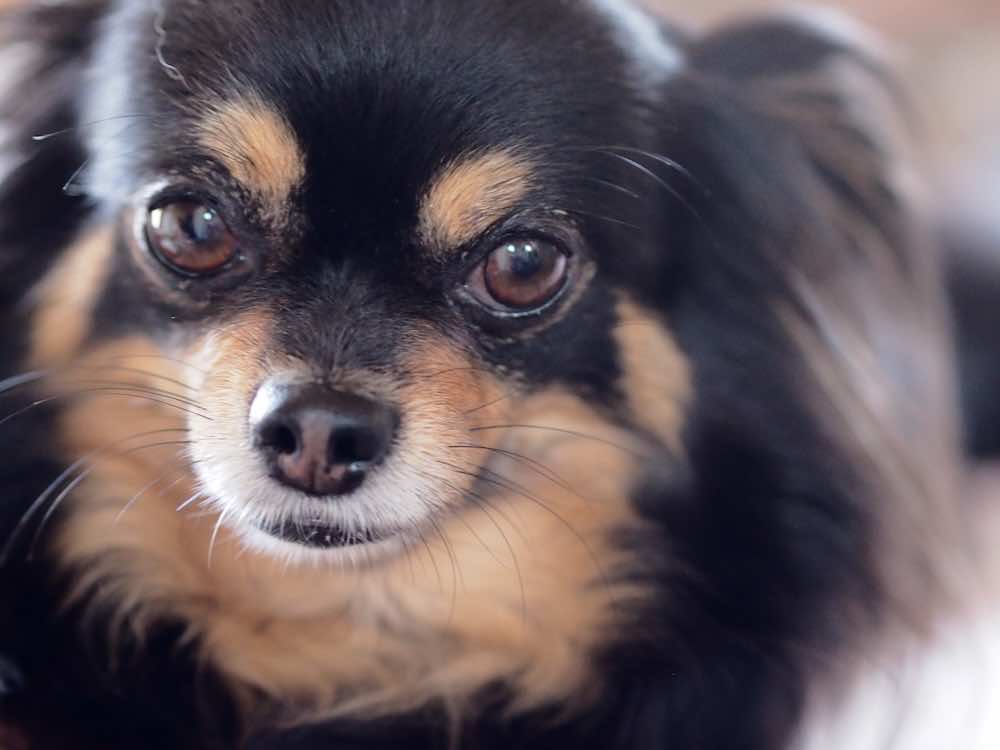 犬のヒゲは切ってもいい?必要性や正しいカットの方法を解説