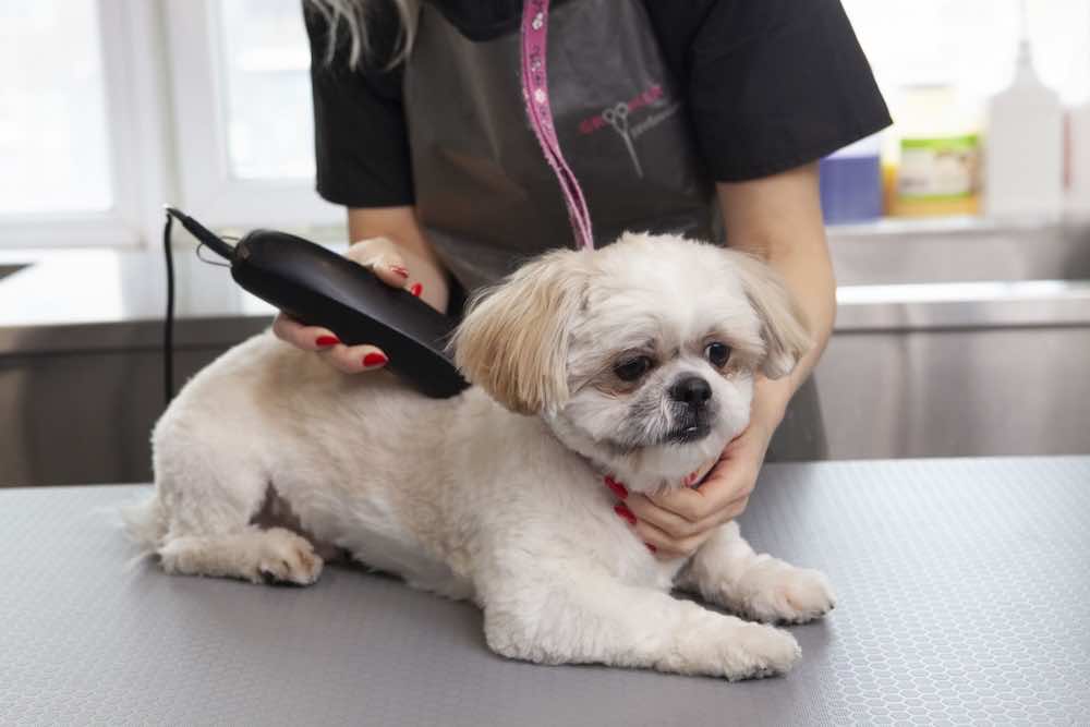 犬用バリカンの種類とは?初心者におすすめな選び方や注意点を解説