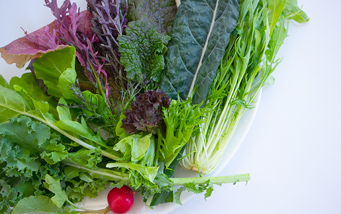 日本生活環境支援協会 | 水耕栽培士®